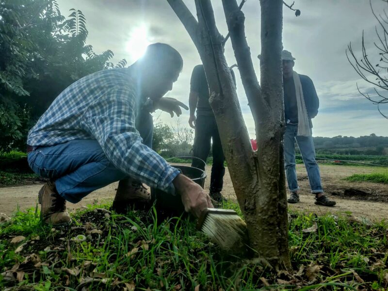 Magic Garden - משחת עצים ביודינמית  750 מ"ל